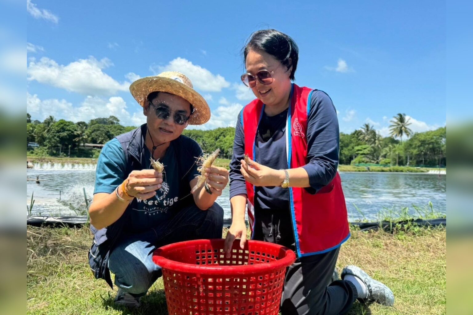 “โก โฮลเซลล์” รับซื้อ กุ้งลายเสือปลอดสารจากเกษตรกรภูเก็ต