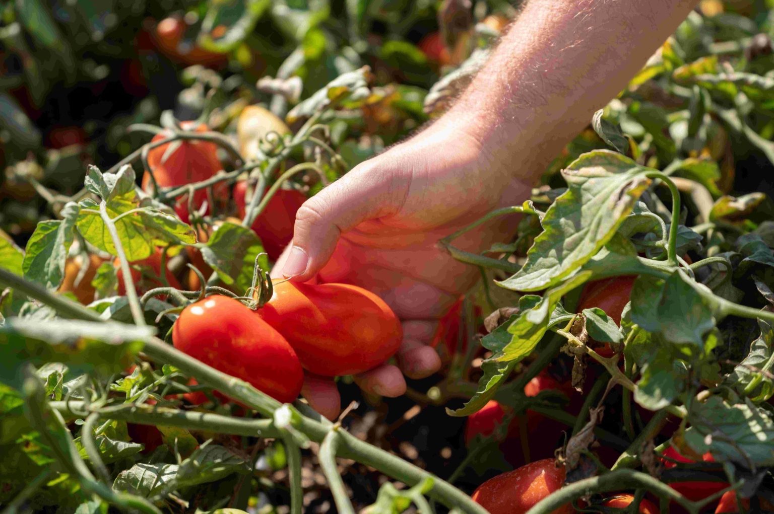 หอการค้าไทย-อิตาเลียน (TICC) จัดงานเปิดตัว “European Tomato, A Red Passion” อย่างเป็นทางการ