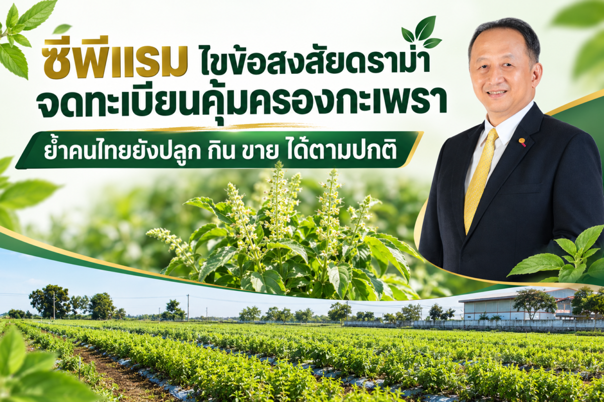 ซีพีแรม ไขข้อสงสัยดราม่าจดทะเบียนคุ้มครองกะเพรา ย้ำคนไทยยังปลูก กิน ขาย ได้ตามปกติ